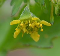 Close up of Spring Avens