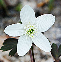 Wood Anemone