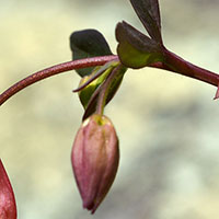 Wild Columbine Close-up