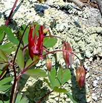 Wild Columbine