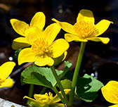 Marsh Marigold in bloom