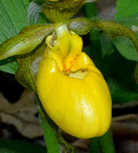 Double Yellow Ladyslipper