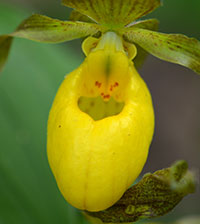 Yellow Ladyslipper