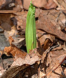 Yellow Ladyslipper just sprouting up