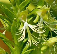 Ragged Fringed Orchid