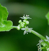 Water Pennyworts