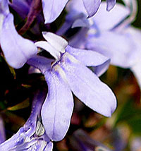 Spiked Lobelia 