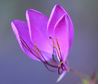 Close-up of Polanisia dodecandra ssp. dodecandra