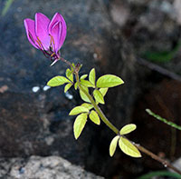 Polanisia dodecandra ssp. dodecandra plant