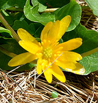 Lesser Celandine