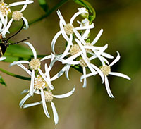 sericocarpus close-up