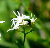 Sericocarpus linifolius