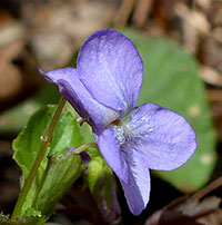 American Dog Violet
