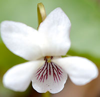 Smooth White Violet