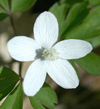 Wood Anemone
