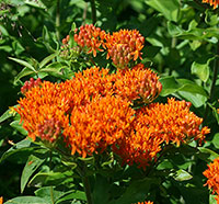 Butterflyweed