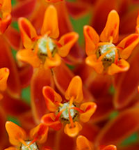 Butterflyweed close-up