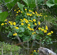 Marsh Marigold