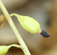 Autumn Coralroot Orchid