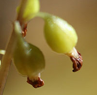 Close-up of Auutmn Coralroot blossom