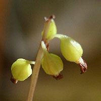 Autumn Coralroot flower stalk