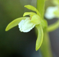 Early Coralroot blossom