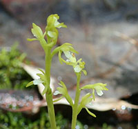 Early Coralroot