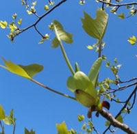 Tulip tree