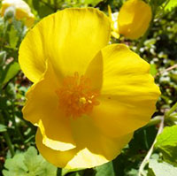 Celedine Poppy