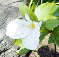 Large White Trillium