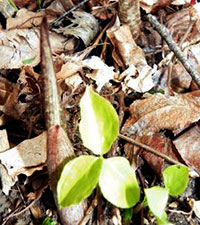 Jack-in-the-pulpit