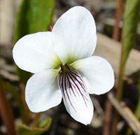Lance-leaved Violet