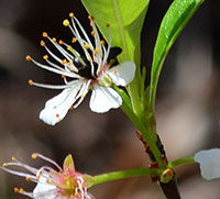 Appalachian Sand Plum 