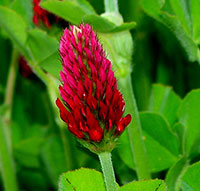 Crimson Clover