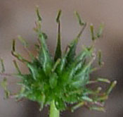 Spring Avens calyx
