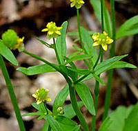 Small-flowered Crowfoot 