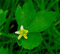 found Hooked Crowfoot 