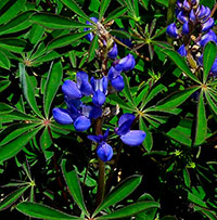 Wild Lupine