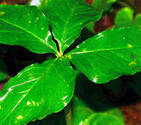 Four-leaved Jack-in-the-Pulpit 