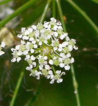 Water Hemlock Blossom