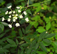 Water Hemlock