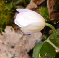 Wood Anemone