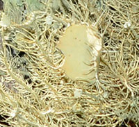 Bushy Beard Lichen