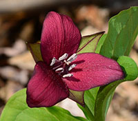 Red Trillium