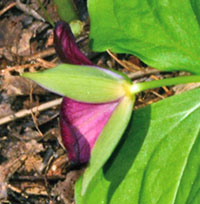 Red trillium plants