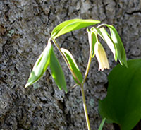 Bellwort