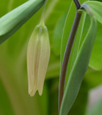Sessile-leaved Bellwort
