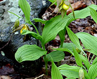 Ladyslipper site