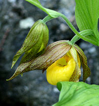 A second Double-flowered Yellow Ladyslipper