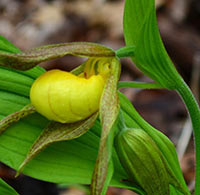 Double-flowered Yellow Ladyslipper